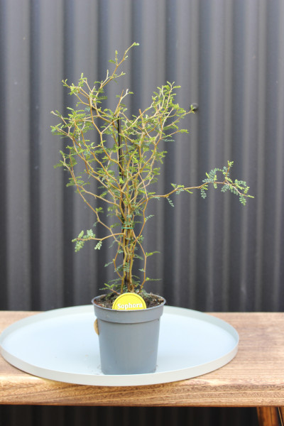 Sophora